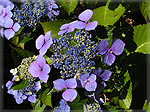 Hortensia